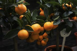 cultivo de naranjas